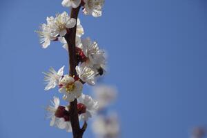 Frühling blühen Bäume. Bestäubung von Blumen von Aprikose. Blühen wild Aprikose im das Garten foto