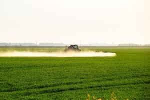 Traktor mit das Hilfe von ein Sprühgerät Sprays Flüssigkeit Düngemittel auf jung Weizen im das Feld. foto