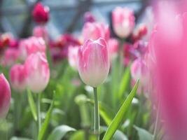 schließen oben Rosa Tulpe im das Garten foto