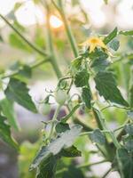 schließen oben von Tomaten Zweig und klein Grün Tomaten im das Garten mit Sonnenaufgang Licht im das Morgen foto
