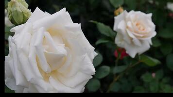 Rosen Weiß ein Blume Bett auf ein sonnig Sommer- Tag. foto