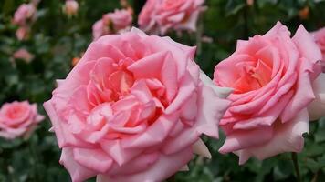 Rosen Rosa rot und Weiß ein Blume Bett auf ein sonnig Sommer- Tag. foto