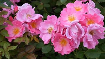 Rosen Rosa rot und Weiß ein Blume Bett auf ein sonnig Sommer- Tag. foto