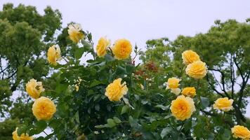 Rosen Gelb Weiß ein Blume Bett auf ein sonnig Sommer- Tag. foto