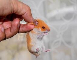 Hamster im Hand. Hamster halt das Kratzer. Hamster gehaltenen mit Finger foto