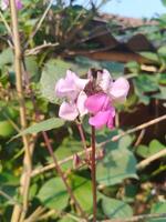 violett Bohne Blume im indisch Dorf foto