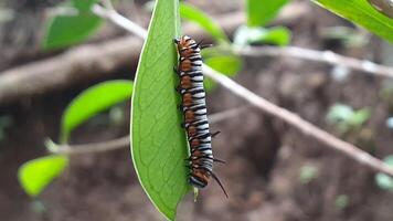 Bild von ein Raupe auf ein Blatt foto