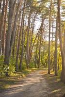 Jahrgang Foto von Herbst Wald