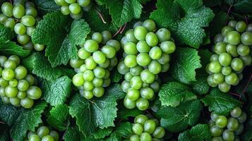 ai generiert ein Cluster von frisch Grün Trauben, ein künstlerisch Anordnung zum ästhetisch appellieren. Trauben Hintergrund. foto