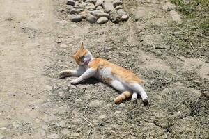 rot Katze auf ein Schmutz Straße. foto