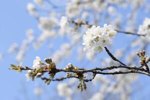 Ast von Kirsche Blüten gegen das Blau Himmel, blühend von Obst Bäume, Frühling foto