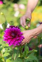 lila dekorativ Luxus, Thomas Edison Dahlie im blühen im das Sommer- Garten, natürlich Blumen- Hintergrund foto