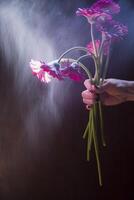 Strauß von Burgund Gerbera im ein weiblich Hand im Hintergrundbeleuchtung auf ein dunkel Hintergrund foto