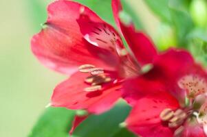 Strauß von lila Gerbera, schließen Winkel, Frühling Stimmung, Blume Hintergrund, Geschenk foto