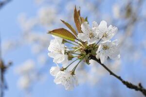 Ast von Kirsche Blüten gegen das Blau Himmel, blühend von Obst Bäume, Frühling foto
