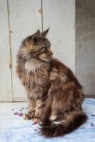 ein braun flauschige Maine Waschbär Katze sitzt mit seine Pfoten gefaltet auf das Fensterbrett, behalten reinrassig Haustiere im ein Wohnung foto