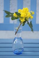 selektiv Fokus, Blumenstrauß von Frühling Gelb Stechpalme Blumen im Vase auf das Blau Bank foto