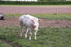 ein schön Weiß Kuh grasen im ein Corral auf Grün Gras im ein Landschaft foto