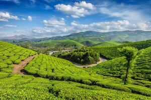 Tee Plantagen, Munnar, Kerala Zustand, Indien foto
