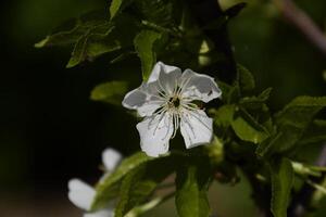 Prunus Avium blühen Kirsche. Kirsche Blumen auf ein Baum Ast foto