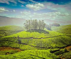 Tee Plantagen. Munnar, Kerala, Indien foto