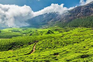 Teeplantagen in Indien foto