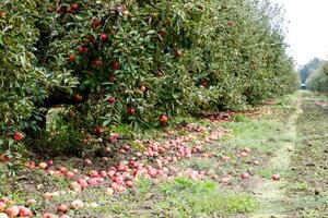 Apfel Obstgarten. Reihen von Bäume und das Obst von das Boden unter das Bäume foto