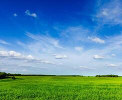 Frühling Sommer- Grün Feld Landschaft lanscape foto