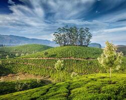 Grüntee-Plantagen in Munnar, Kerala, Indien foto