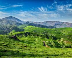 Tee Plantagen, Munnar, Kerala Zustand, Indien foto