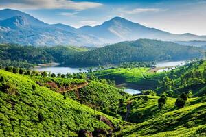 Tee Plantagen und Fluss im Hügel. Kerala, Indien foto