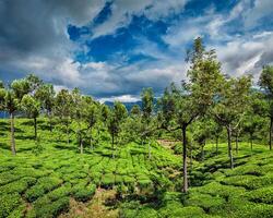 Tee Plantagen im Berge foto