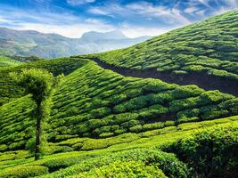 Tee Plantagen, Munnar, Kerala Zustand, Indien foto