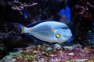 sohal Surgeonfish unter Wasser foto