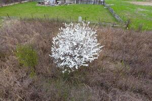 Blühen Kirsche Pflaume. ein Pflaume Baum unter trocken Gras. Weiß Blumen von Pflaume Bäume auf das Geäst von ein Baum. Frühling Garten. foto
