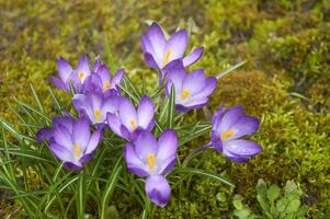 lila Krokus Blumen im das Garten. früh Frühling. foto