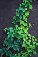 ein Grün Kriechpflanze auf ein dunkel Mauer foto