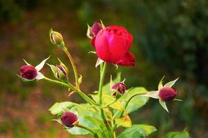 dunkel rot Rose im das Garten Nahansicht. schön Blumen- Hintergrund. Valentinstag Tag und Feiertage. Liebe foto