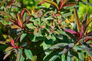 Regentropfen auf schön Euphorbia Blätter. sonnig Sommer- Tag nach Regen. foto