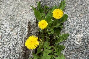 Gelb Löwenzahn Blumen und Grün Blätter wachsen zwischen das Felsen foto