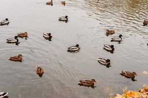 Mehrere wilde Stadtenten schwimmen im Herbstteich mit abgefallenen Blättern im Herbstpark foto