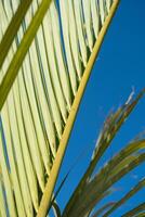 Palme Bäume auf das Hintergrund auf Himmel Hintergrund foto