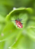 Lilie Käfer rot auf ein Grün Knospe, Nahaufnahme, selektiv Fokus foto