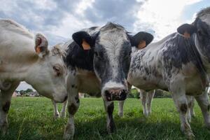 ein Gruppe von mehrfarbig schwarz und Weiß Kühe grasen im ein Corral auf Grün Gras foto