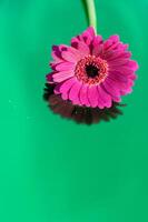 einer lila Gerbera auf Neon- Grün Hintergrund, schließen Winkel, Frühling Stimmung, Blume foto