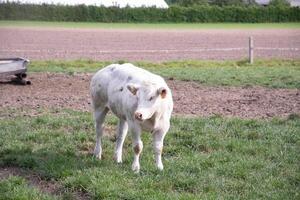 ein schön Weiß Kuh grasen im ein Corral auf Grün Gras im ein Landschaft foto