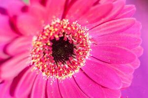 Strauß von lila Gerbera, schließen Winkel, Frühling Stimmung, Blume Hintergrund, Geschenk foto