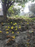 schön Herbst Landschaft mit bunt Laub im das Park fallen Blumen natürlich Hintergrund foto