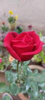 Blume rot Rose, Grün Blätter ein Symphonie von Rosen Natur Hintergrund Freude foto