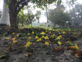 schön Herbst Landschaft mit bunt Laub im das Park fallen Blumen natürlich Hintergrund foto